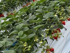 ���΂���t�@�[���̎ʐ^1