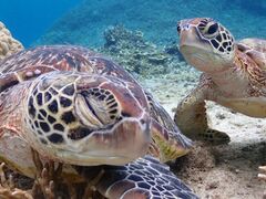 �{��blue�܂ق�΂̎ʐ^1