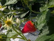 ���肳��̃X�g���x���[�p�[�N���΂̓��e�ʐ^2