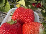 JuJu����̏��т��������̓��e�ʐ^1