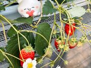 JuJu����̏��т��������̓��e�ʐ^2