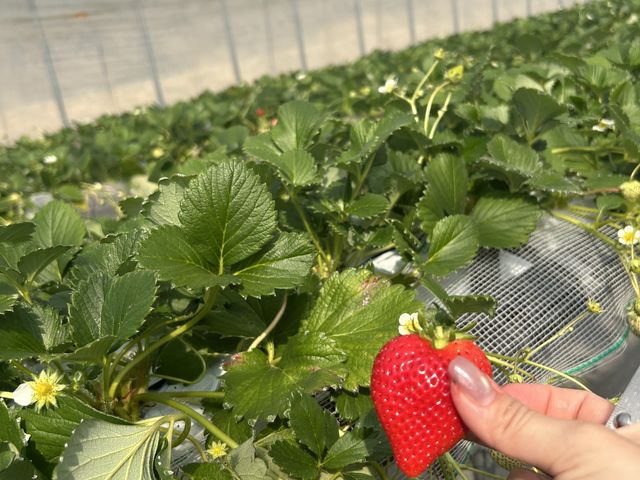 �傫���C�`�S���Â������ł��B_���т�������