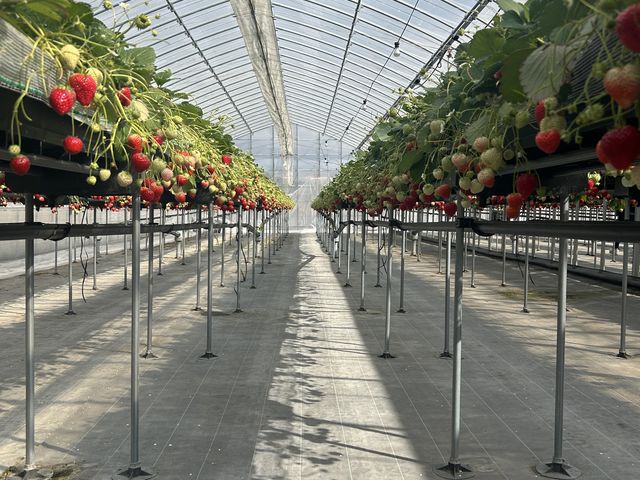 �ʘH���L������Ⴂ���X���[�Y�ł����B_���т�������