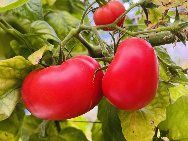 ���n�������Ŏ��n�I_�Ƃ܂Ǝ��̃l�C�`���[