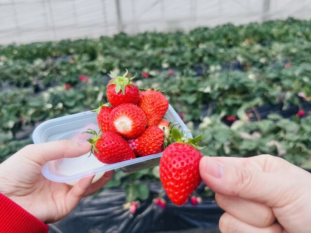 ��Ƃ�������H�ׂ܂����I_���c��������