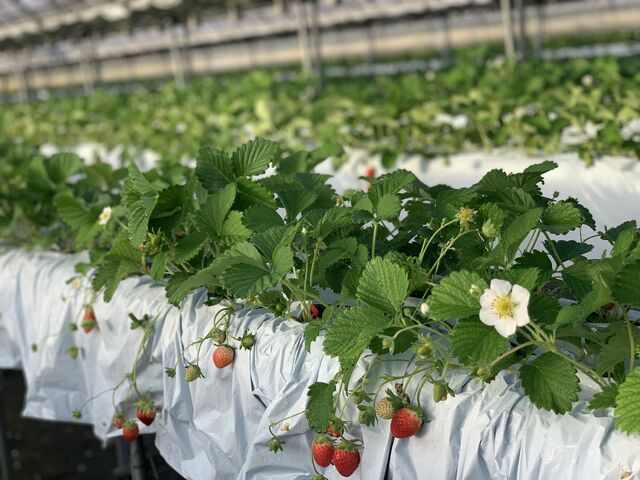 ������_�X��䕉�