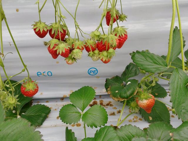 �ۂ����Ƃ���̕����t�@�[���̓��e�ʐ^1