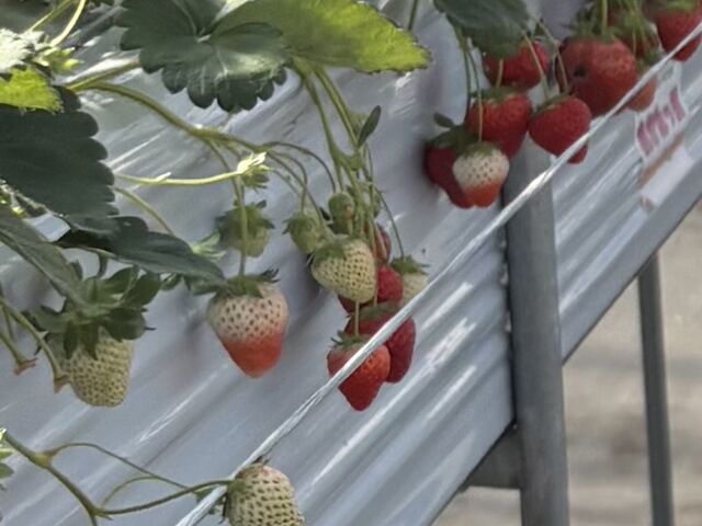 �e�w�̒܂��炢�̃T�C�Y�����Ȃ��C�`�S
_�����������c