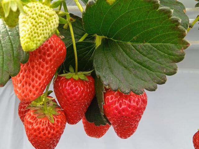 �傫�ȃC�`�S����������I_�������̂���ۂ݂�