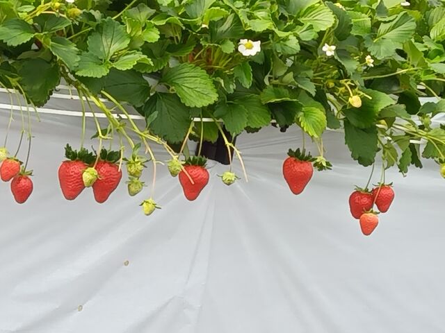 ���Ⴊ�܂Ȃ��Ă��������ŁA����̕���y����ł��܂���_�������̂���ۂ݂�