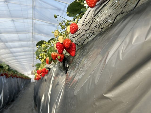 �������̗l�q_�₿�܂� ���R�t�@�[��