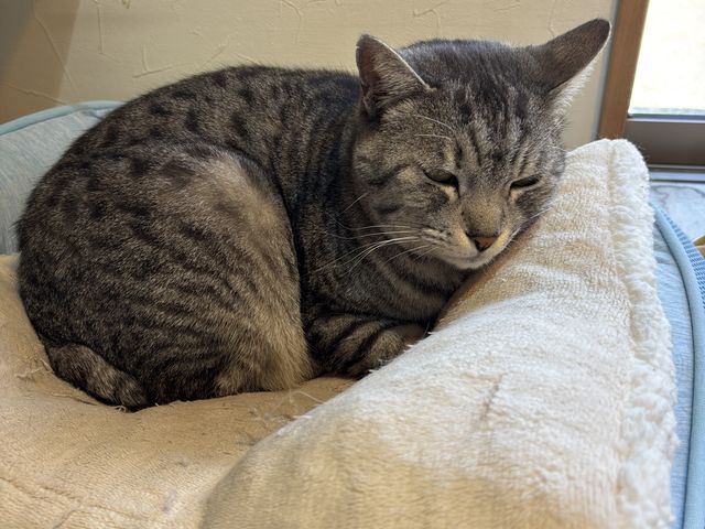 ���΂���_���їq