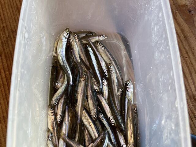 �ނ������J�T�M_���C�N�T�C�h�Ƃ���