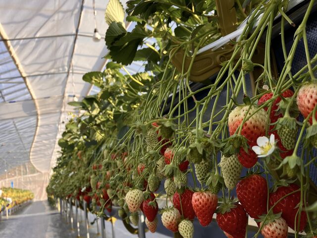 �n�E�X_�΂΂����t�@�[��