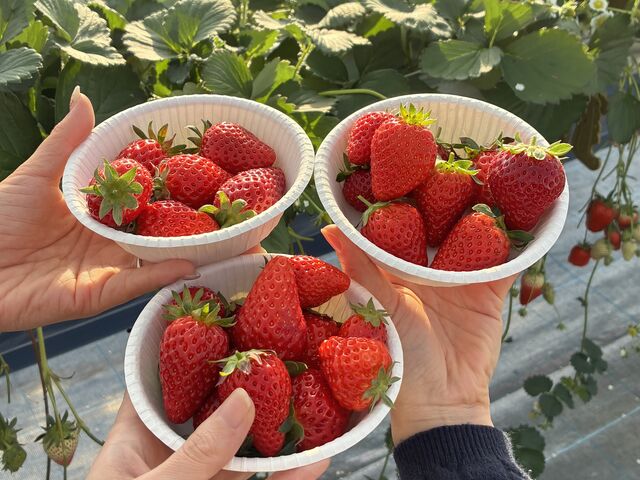 �^���Ԃŉ���䕂���_�΂΂����t�@�[��