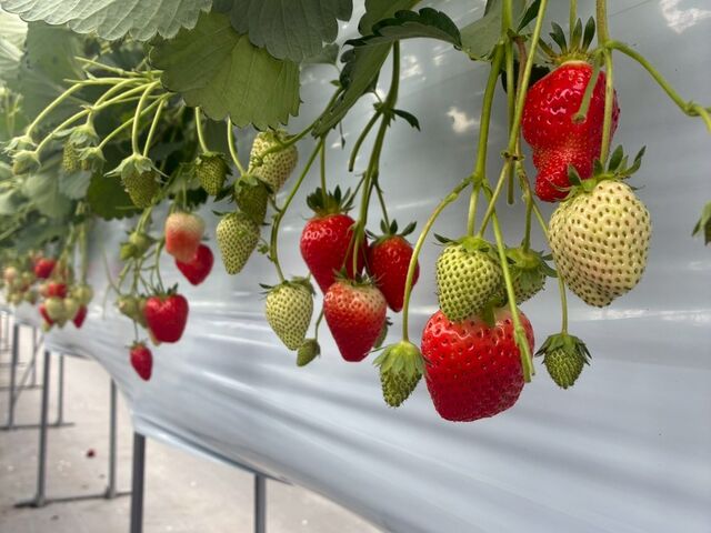 �傫������������R�ł�_Strawberry Garden �����fam.