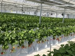 �܂�Ղ� ���������̎ʐ^1