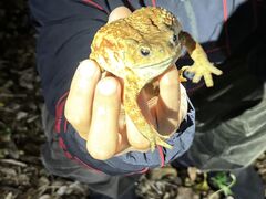 ヤシガニに会えた！ - Nami宮古島のクチコミ - じゃらんnet