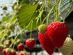 ���т��������̎ʐ^1