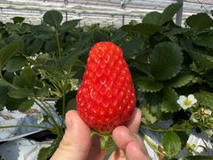 strawberry lab~farmlab ikaho factory~�̎ʐ^2