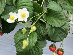 �����t���[�c�t�@�[���̎ʐ^1