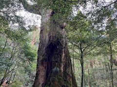 ���V���̎ʐ^2