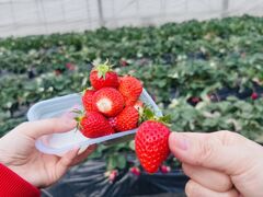 ���c���������̎ʐ^1