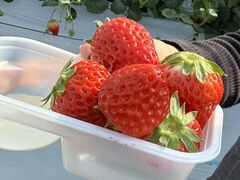 �˂����t�@�[���̎ʐ^1