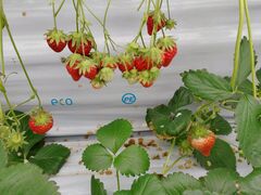 �ۂ����Ƃ���̕����t�@�[���ւ̓��e�ʐ^1