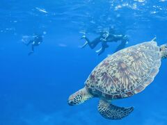 �T�}�[�h���[���Ί_���̎ʐ^1