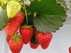 �������̂���ۂ݂��̎ʐ^1