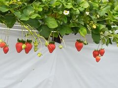 �������̂���ۂ݂��̎ʐ^2