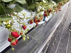 �T���V���C���ʎ����̎ʐ^1