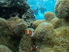 �{�Ó� ADVENTURE PiPi�̎ʐ^1