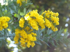 �j�R����񂳂�̃A�����J�R�����ւ̓��e�ʐ^1