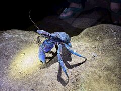 �Ί_�� ADVENTURE PiPi�̎ʐ^1