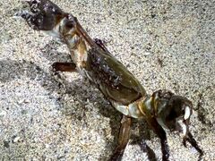 �Ί_�� ADVENTURE PiPi�̎ʐ^2