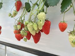 ���z�l�_���̎ʐ^2