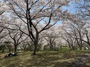 ZUNDAM����̉���V�R�̍��̓��e�ʐ^2