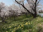 ZUNDAM����̉���V�R�̍��̓��e�ʐ^3