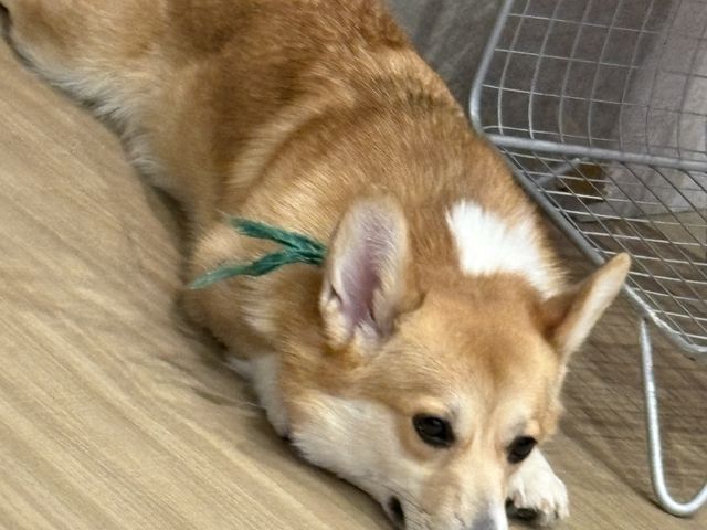 ��ꂿ��������ȁH_�R�[�M�[���[���h