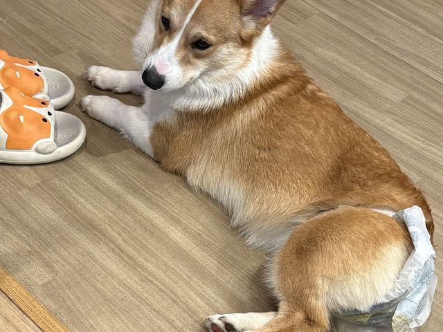 ���肱������ł���_�R�[�M�[���[���h