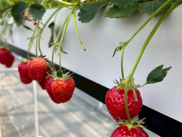 ����������������_�y��؁z�����������_��