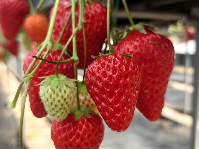 �n�E�X���C�`�S_�A�N�g�������t�@�[��