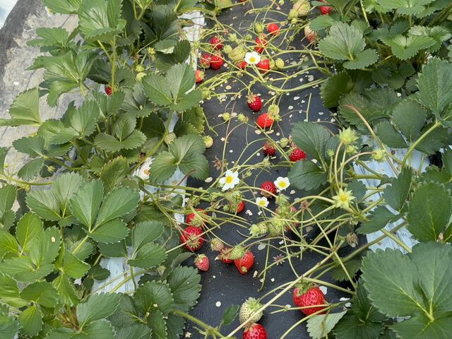 �y��͔|�̂���������_Bon Farm