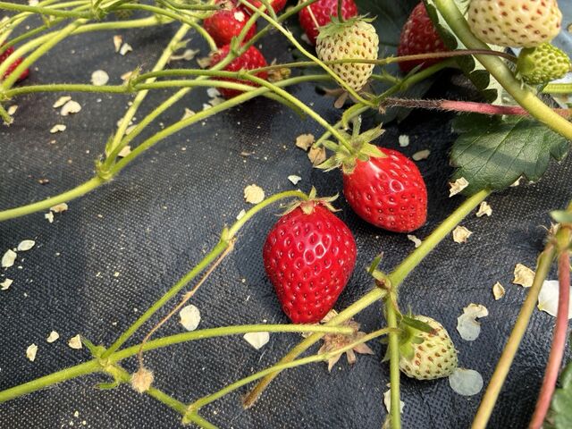 �^���ԂŊÂ������ł�_Bon Farm