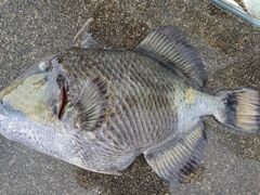 �t�@�~���[�v�����̎ʐ^1