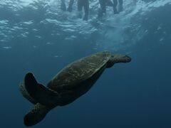 �Ί_���}�����T�[�r�X�߂̉��Ԃ��̎ʐ^1