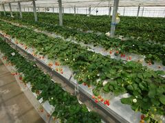 �A�L�q���C�`�S���̎ʐ^2