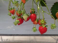 �A�L�q���C�`�S���̎ʐ^3